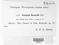 Uromyces bouvardiae image